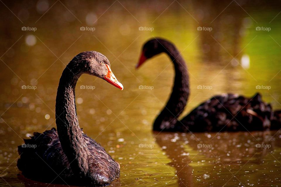 Spring. Birds. Black swans. Two black swans at sunset