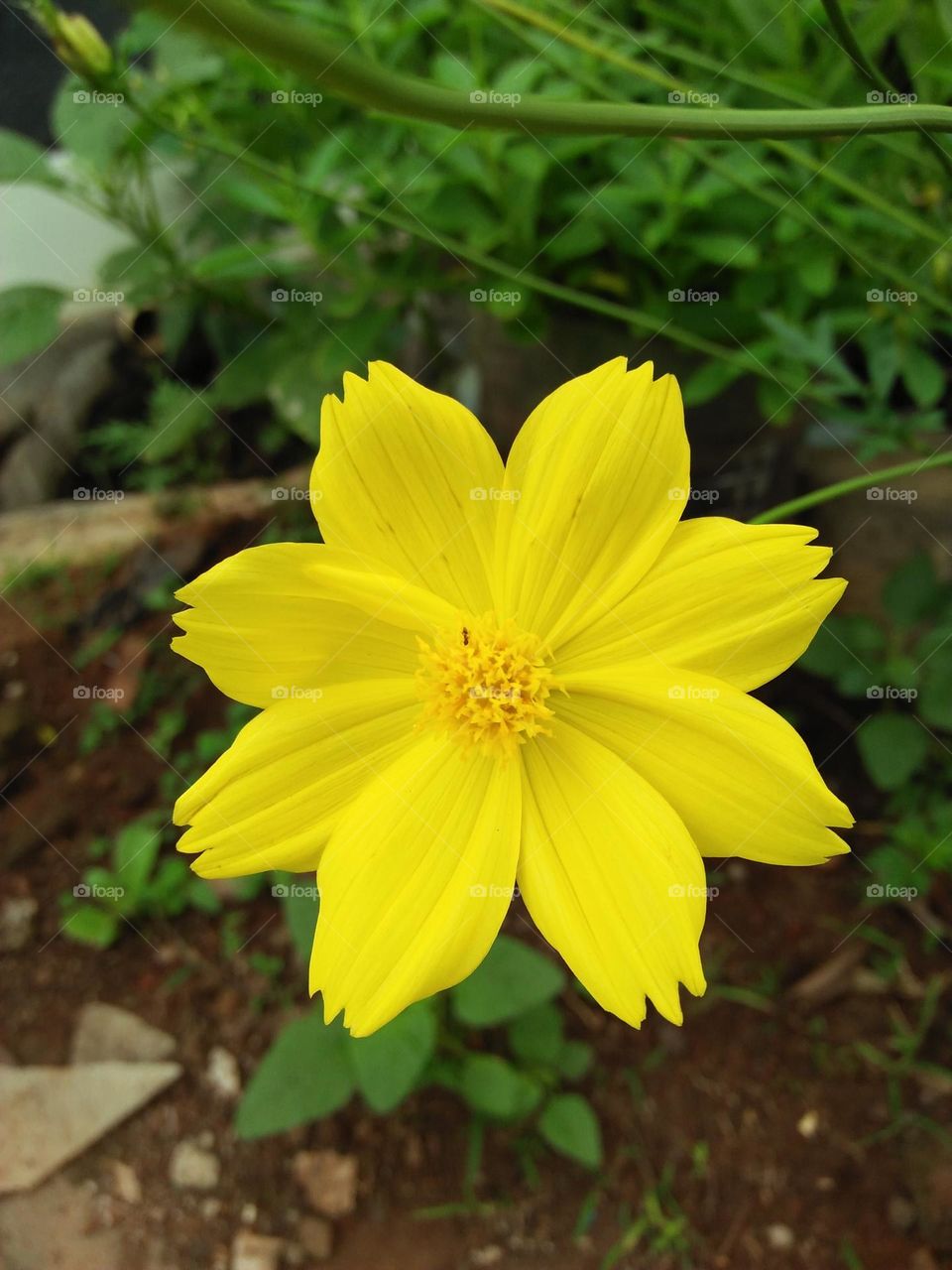 Kenikir flower