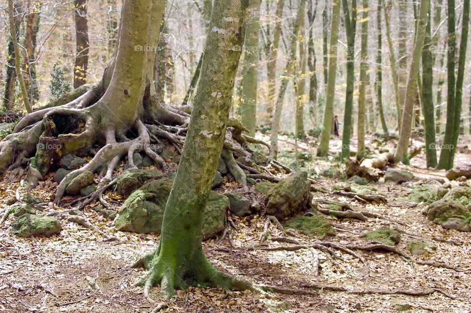 Trees inside forest during day 