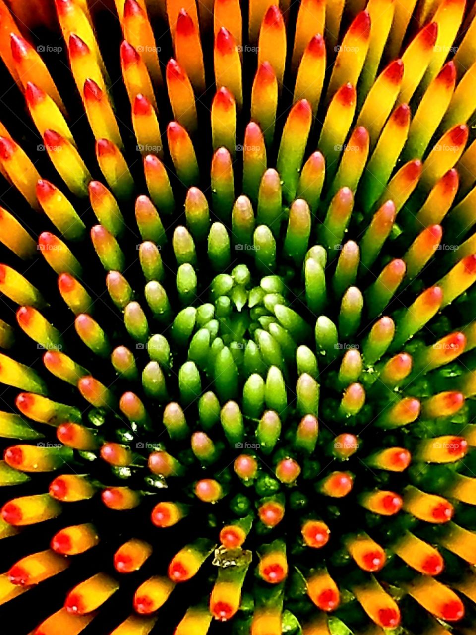 coneflower