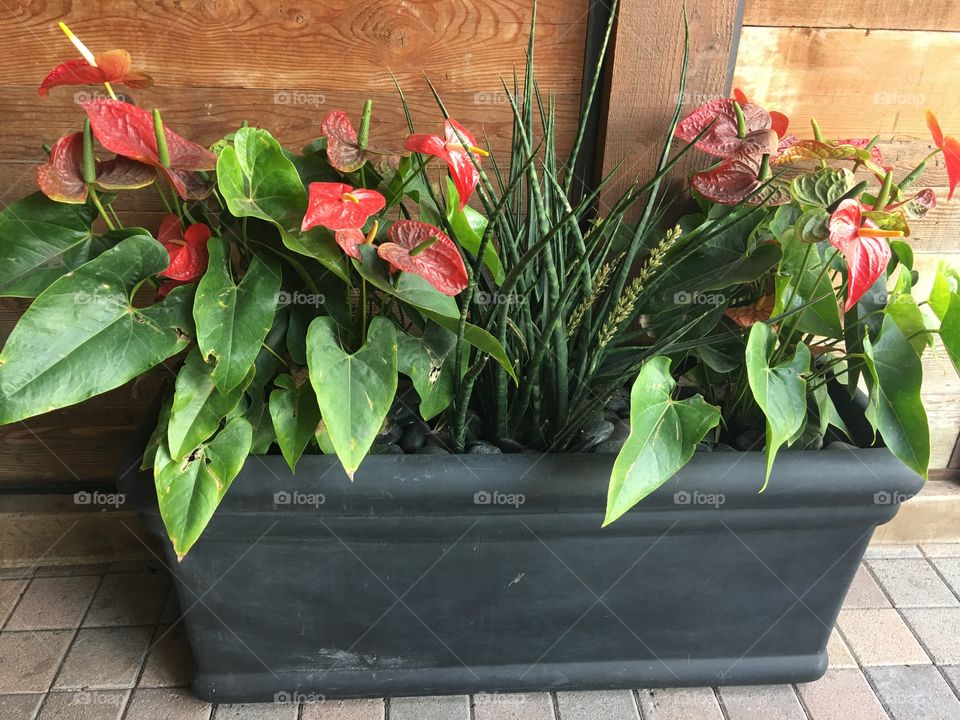 Decorative plants in pot