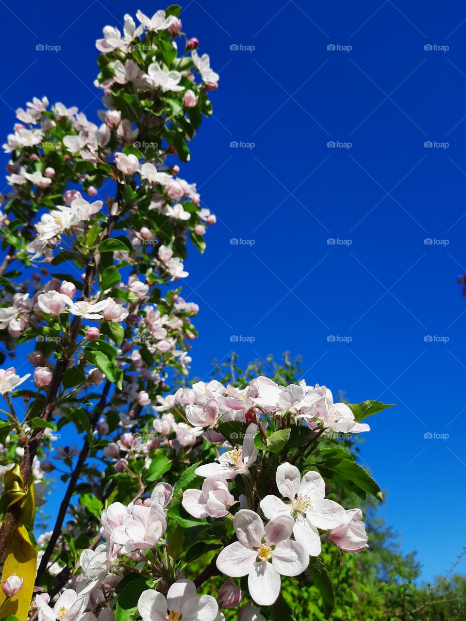 sunlit flowers of blooming apple tree against clear sky