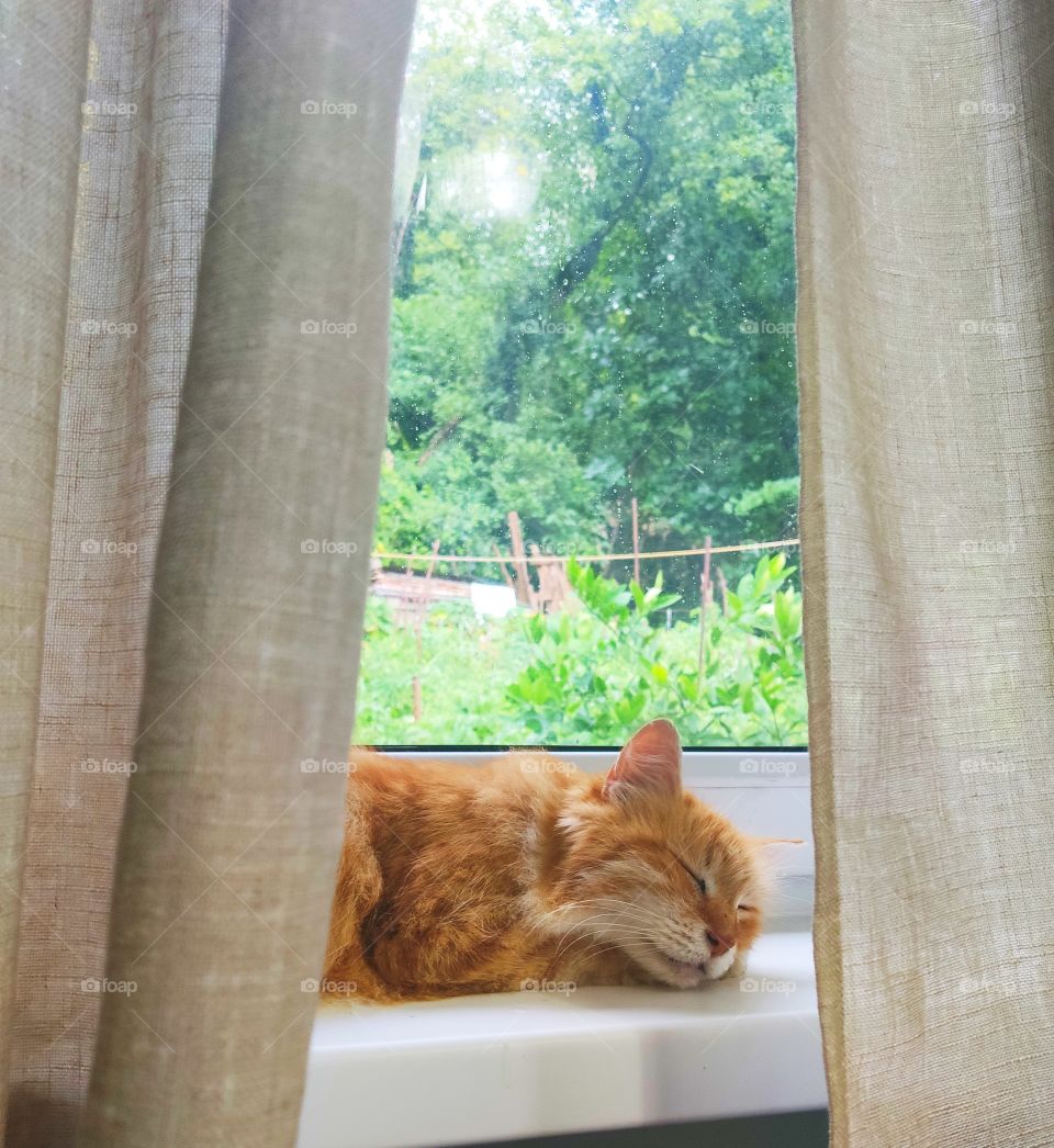 Daydreaming after rain