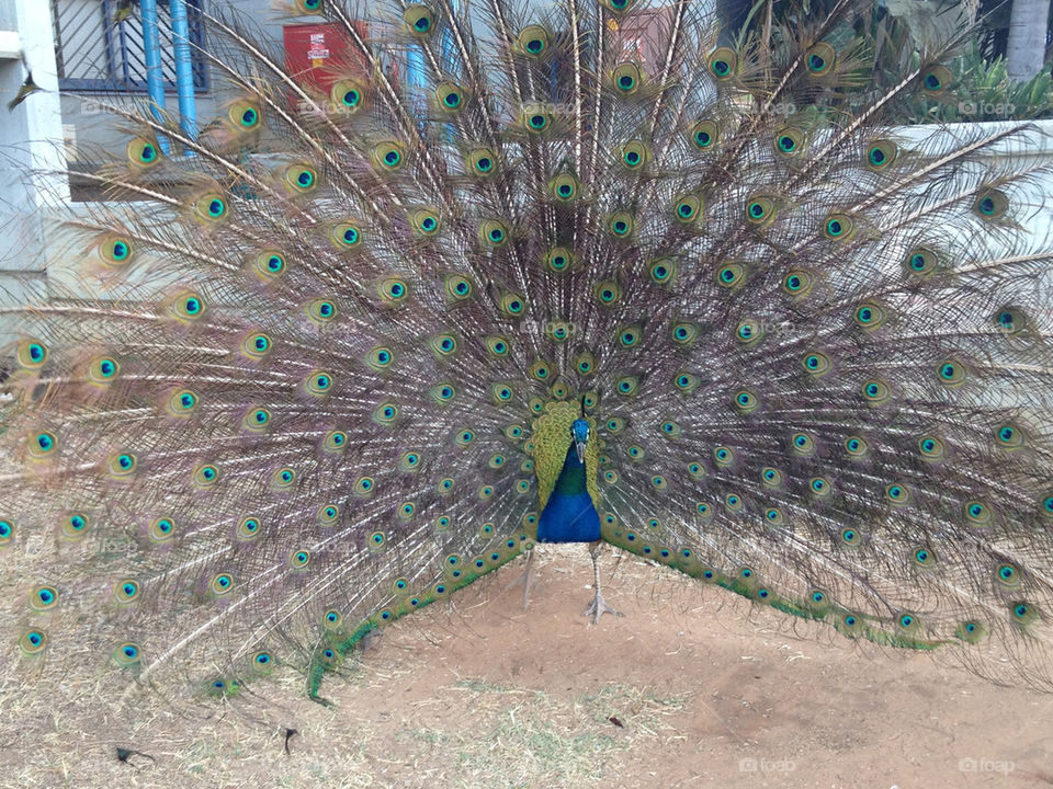 animal bird peacock by gilg