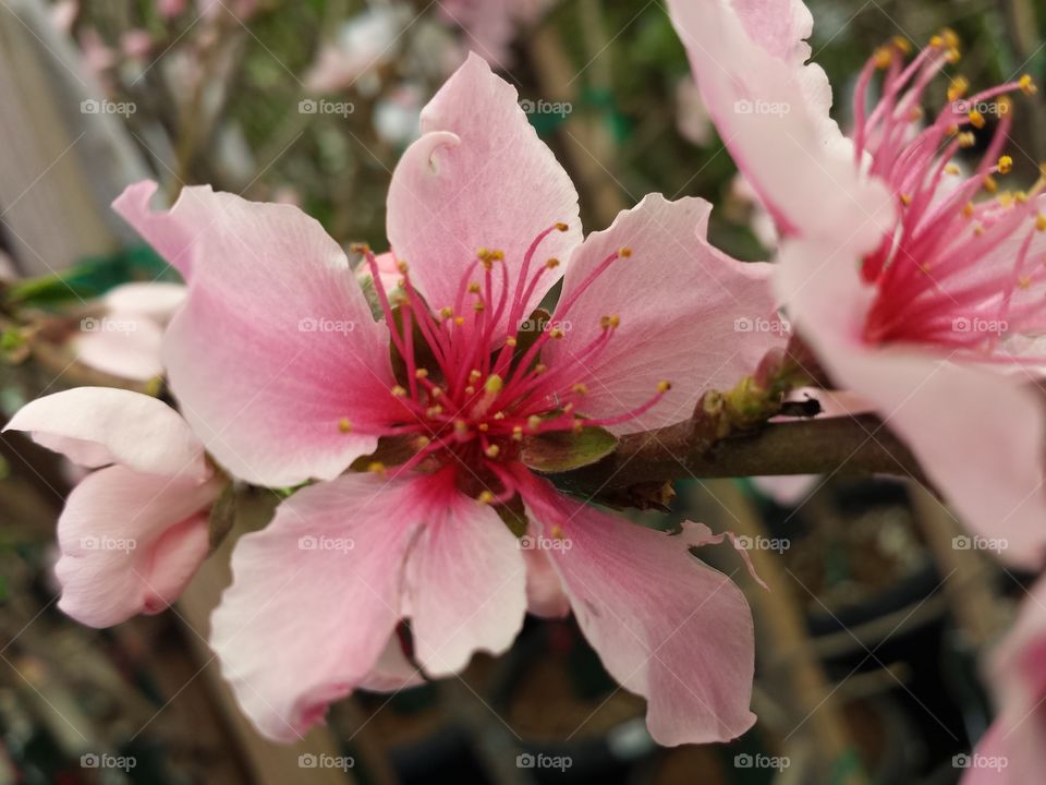 Close-up of pink flowers