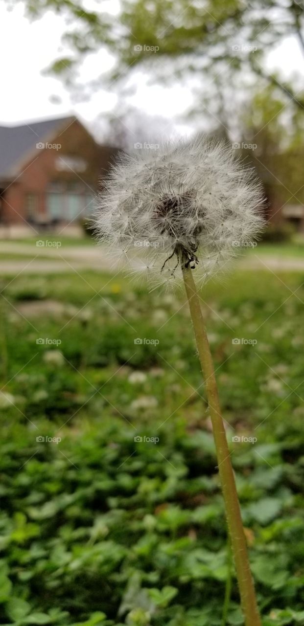 A single dandelion standing in a green field.