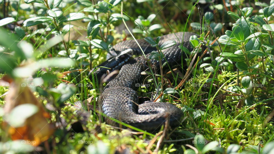 Snake silhouette 