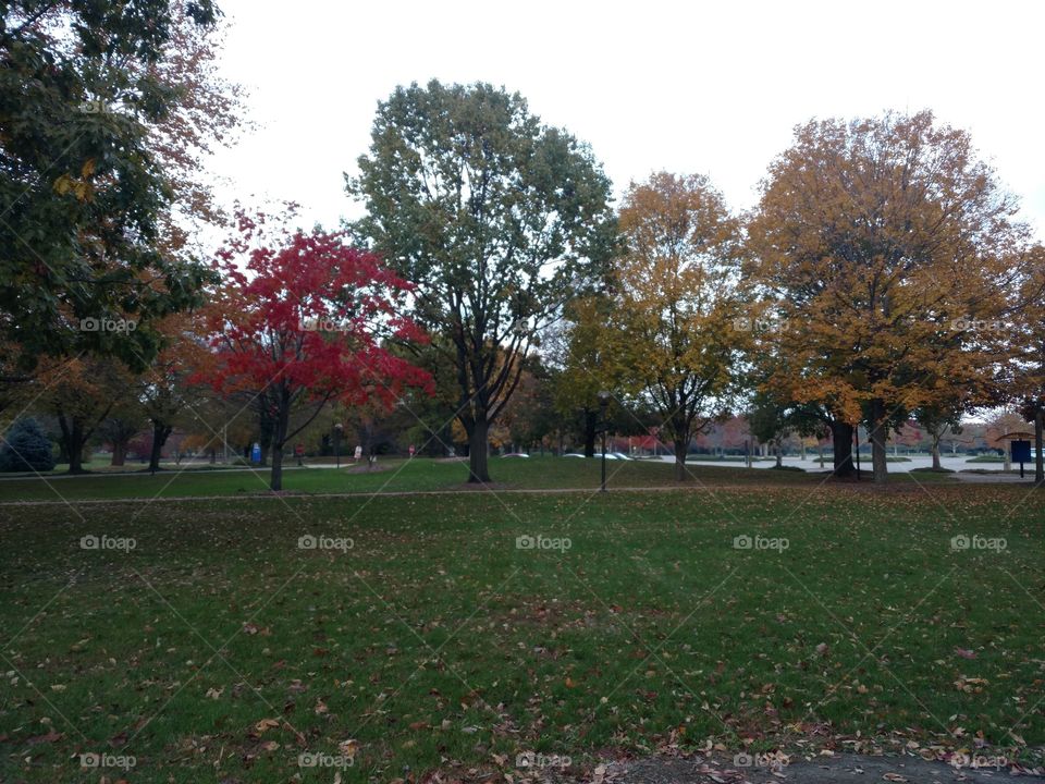 Trees showing a variety of fall colors