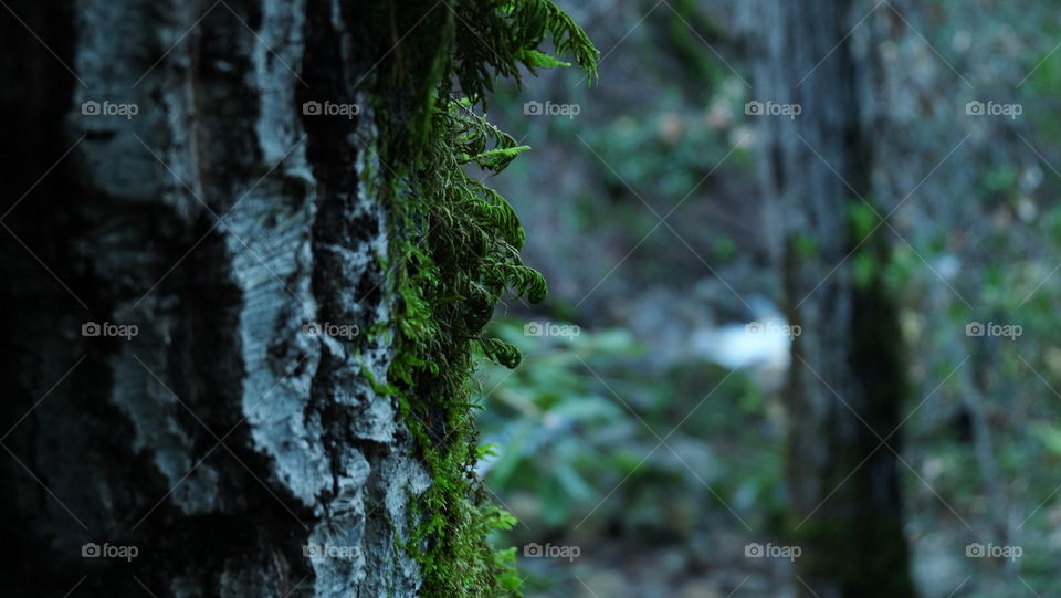 Conifer covers in moss standing near a stream