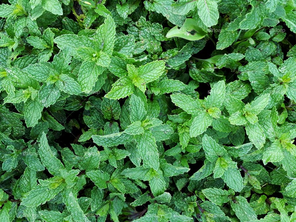 Fresh mint from my kitchen  garden