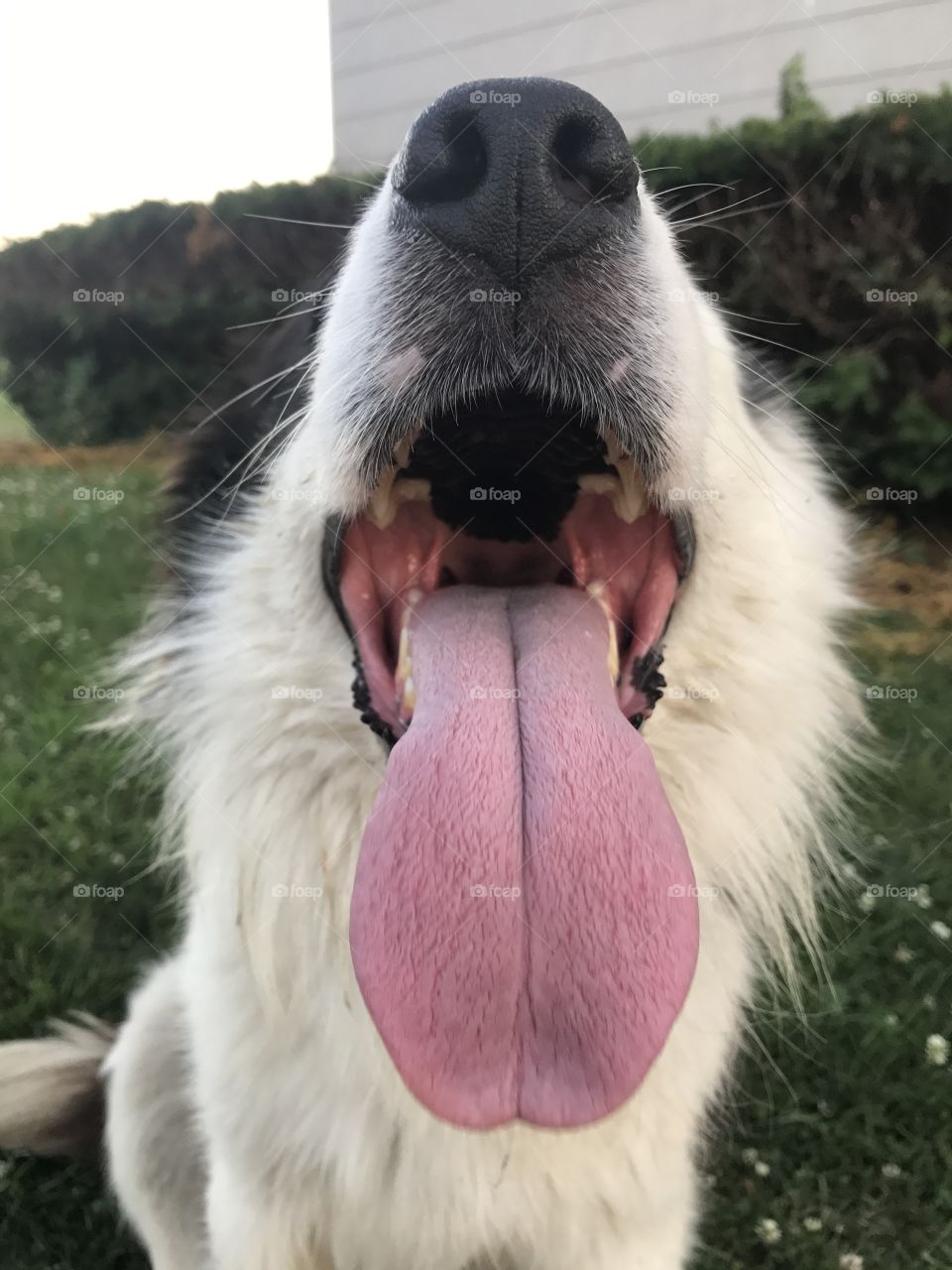 Border Collie panting in the summer heat