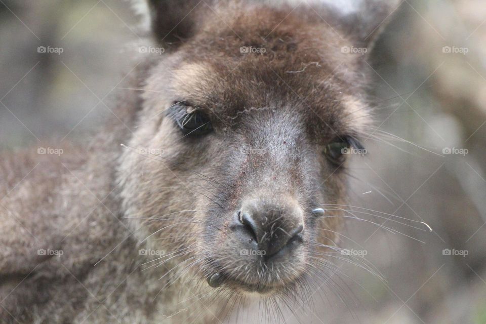 A cute nosey kangaroo, poking it’s adorable head, nose and eyes around the small world it lives in