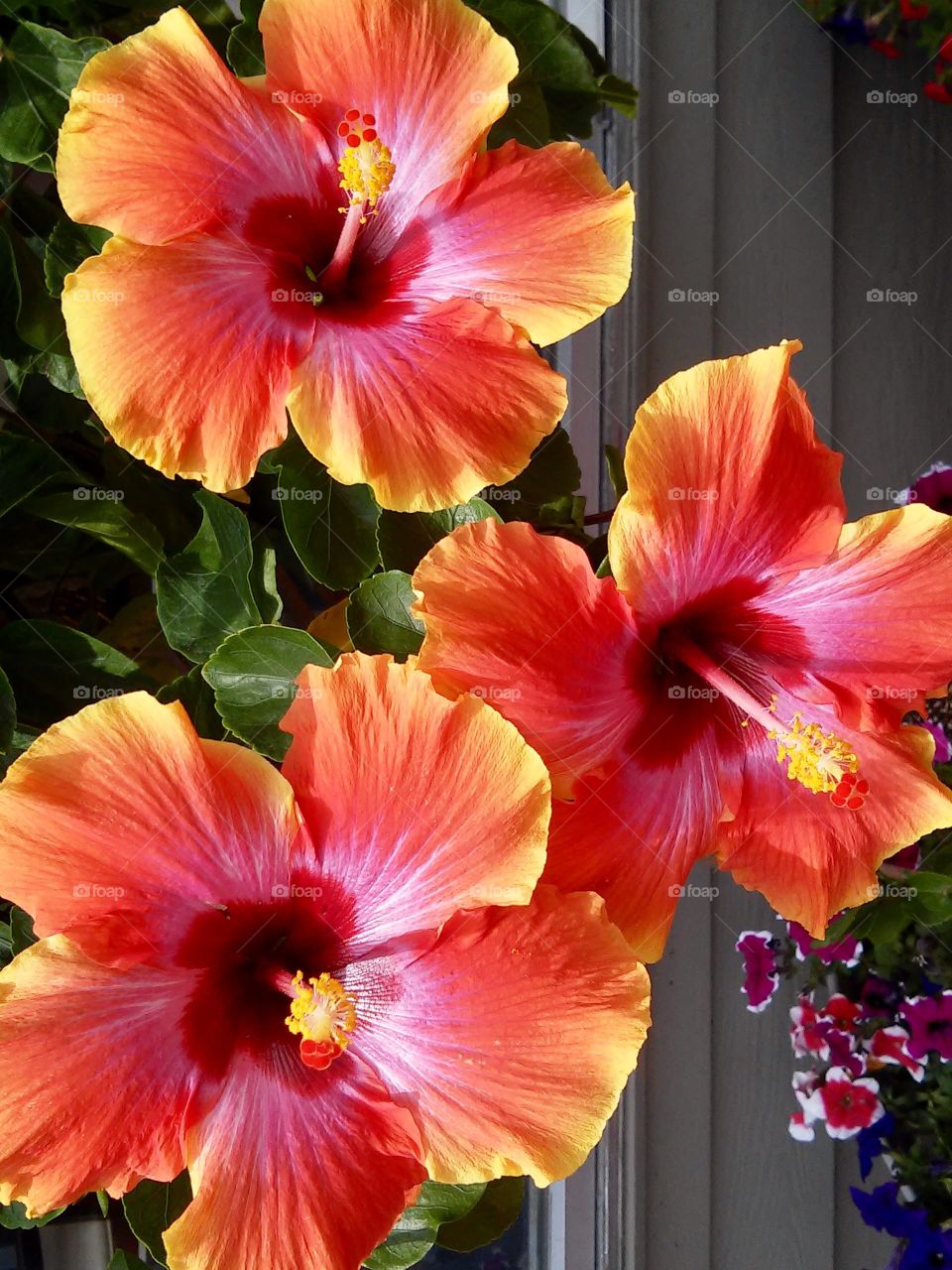 Colorful hibiscus