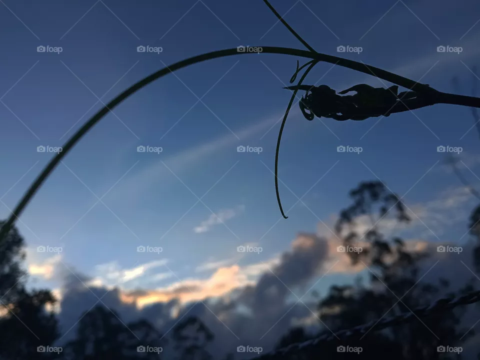 Evening sky