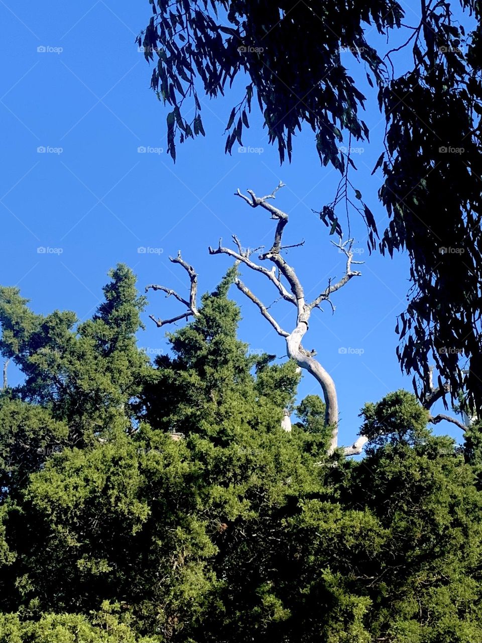 Ghost branches 