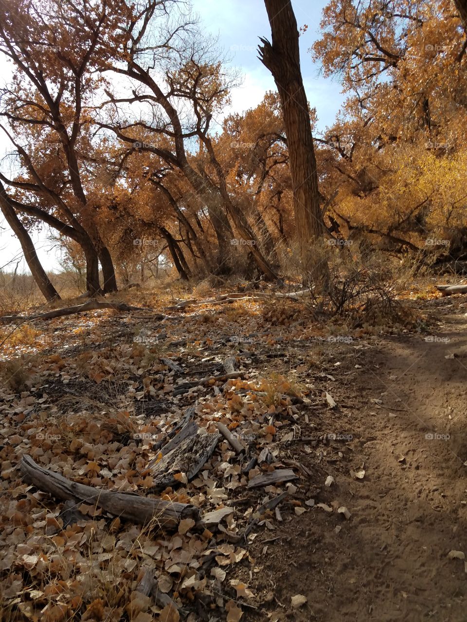 New Mexico in the fall