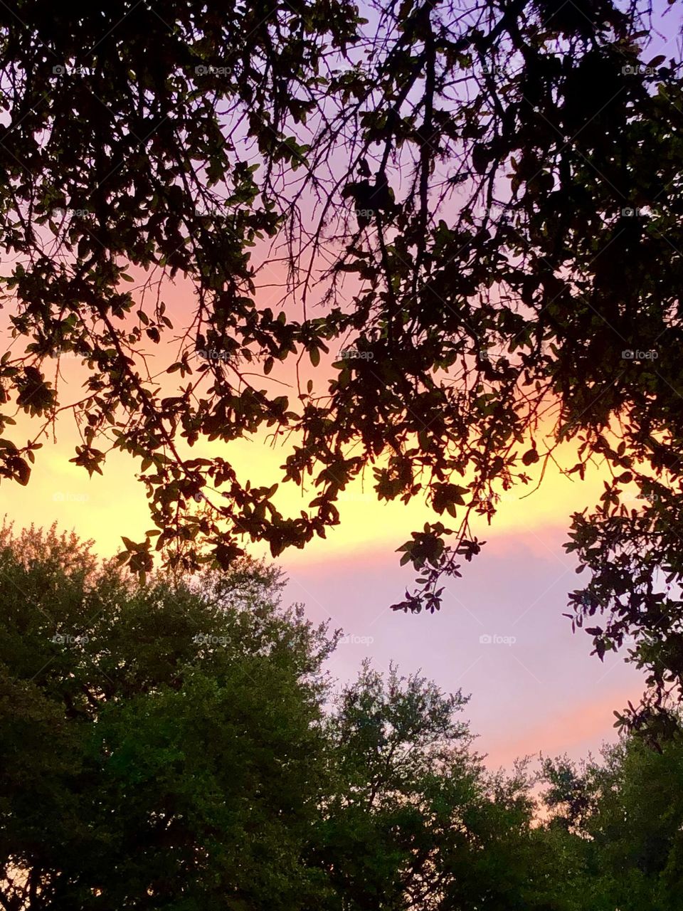 Yellow, purple, orange and pink sunset here in Texas! The sky glowed beyond the live oak trees 🔆