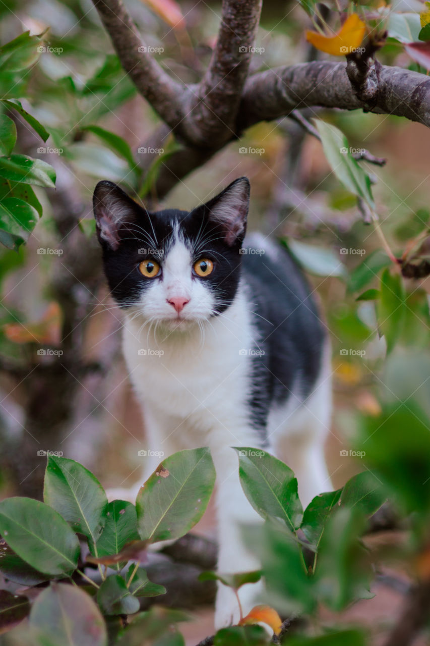 Black and White Cat Playing in a Pear Tree