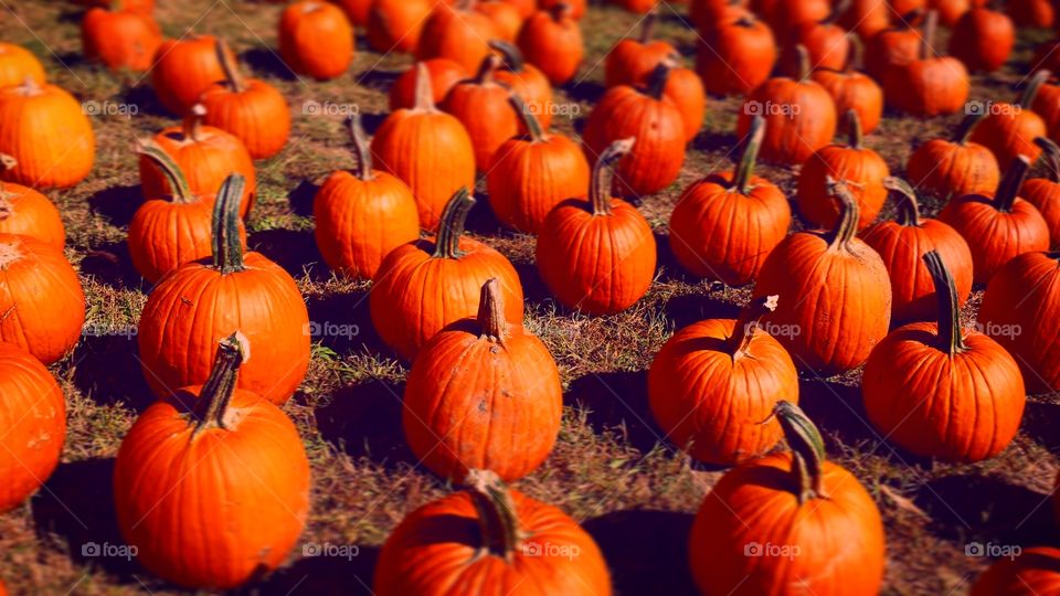 Patches of Pumpkins