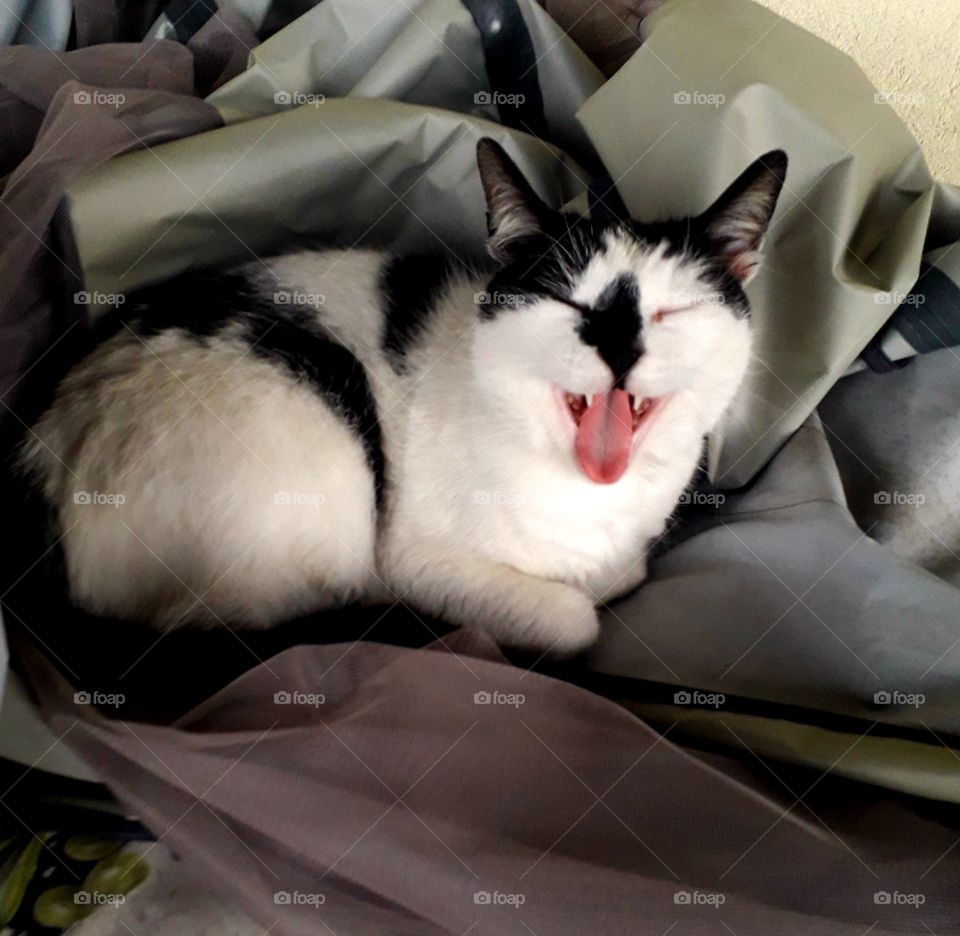 bleeeh !!  - black-white cat sitting on plastic