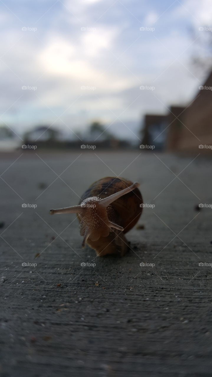 Snail Face