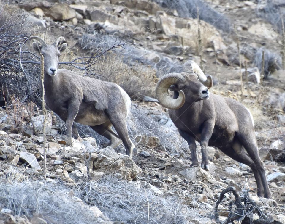 A bighorn ram in full curl looks intensely at an off camera ram while he walks his ewe up a mountain.