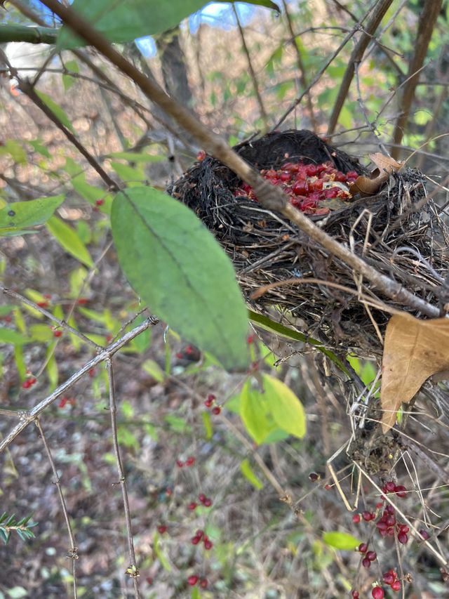Bird nest 