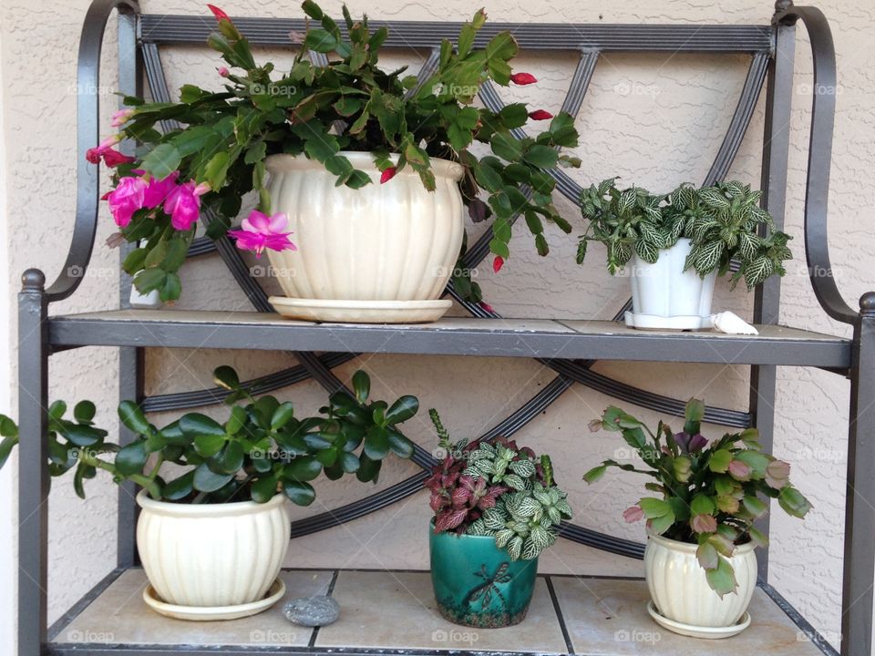 House plants in pots 