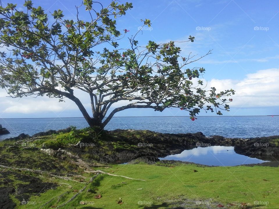 Scenic view of tree and sea