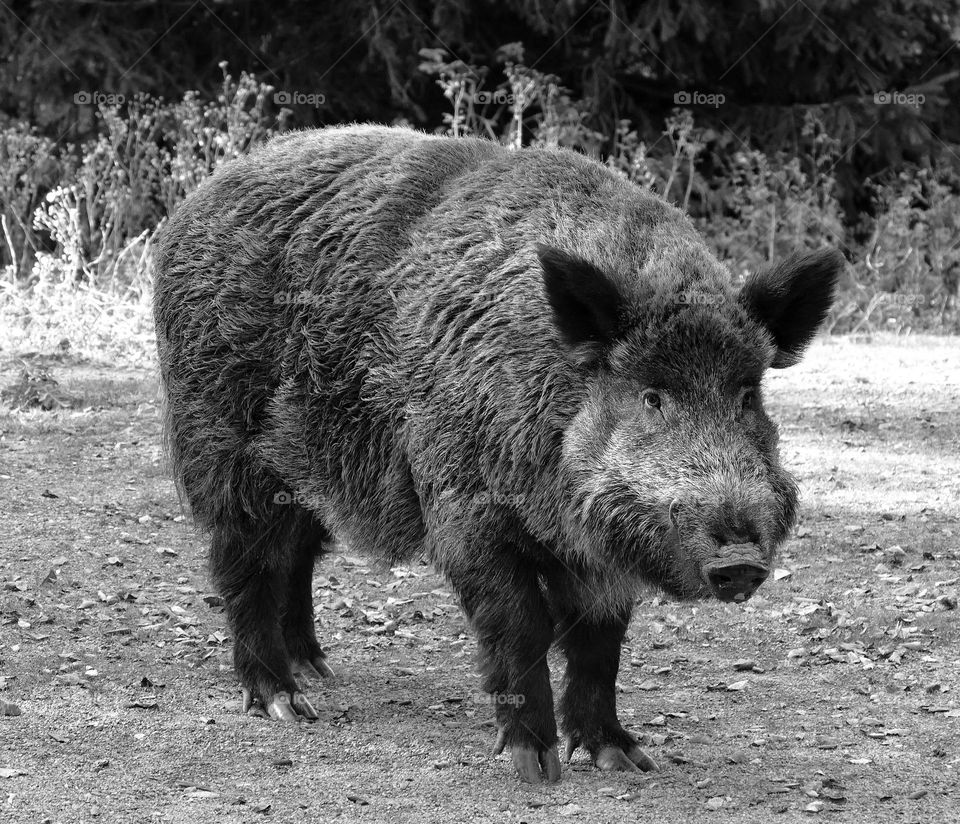 Face top face with a wild boar