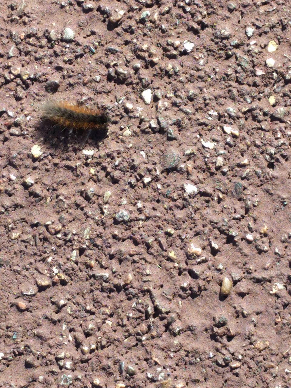Beetle in Capulin volcano, NM
