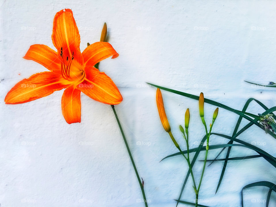 Flower Power (Rajah Daylily)