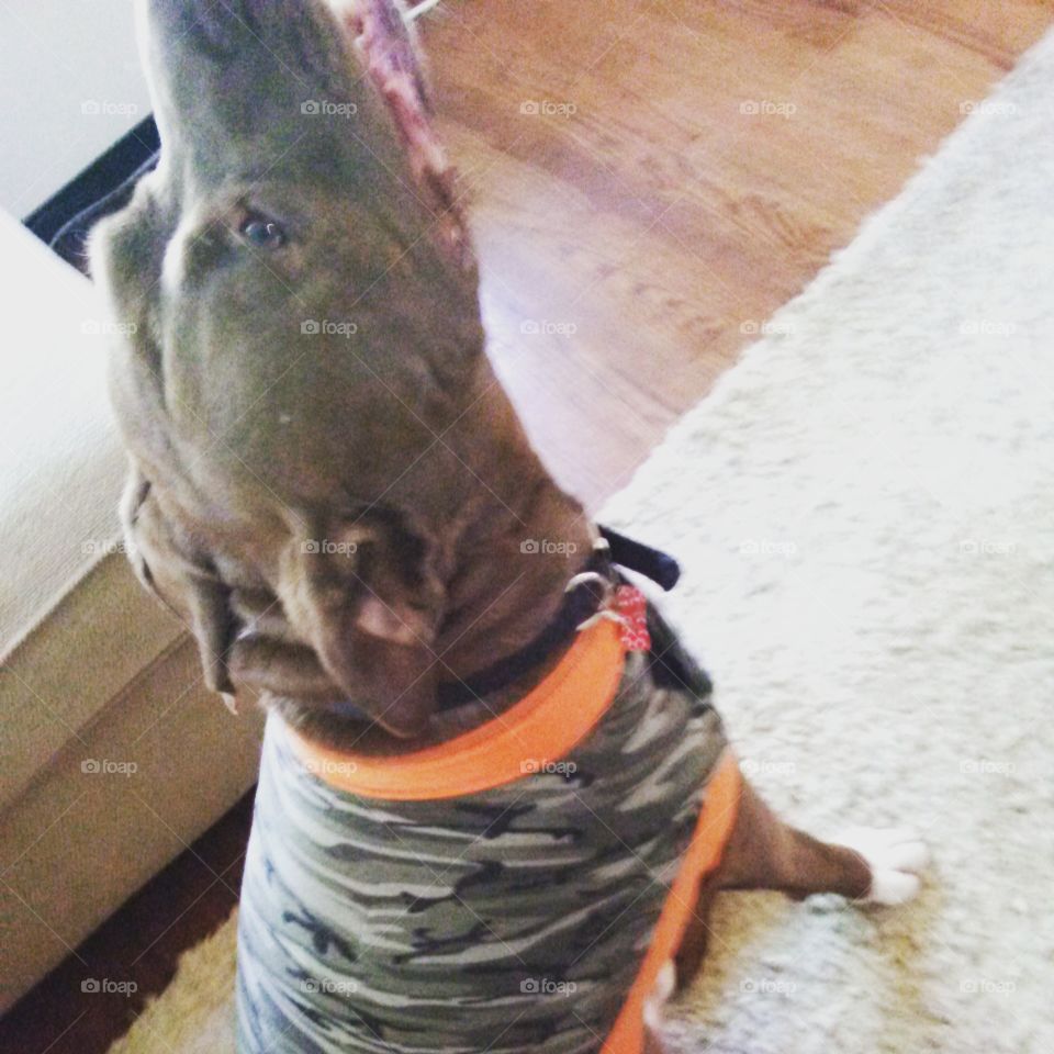 ThunderShirt Happiness. large brown pit bull , calmed by his Thundershirt.