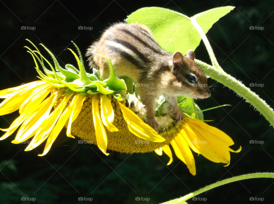 chipmunk eating the sunflower