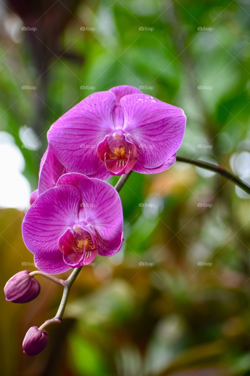 Beautiful purple orchid