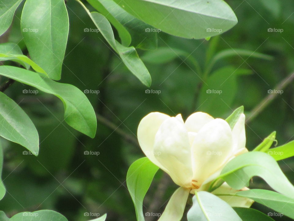 Tulip tree blossoming