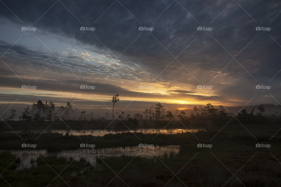 Summer morning in swamp. Sky.