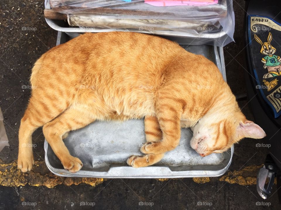 Cat sleeping on steel trays 