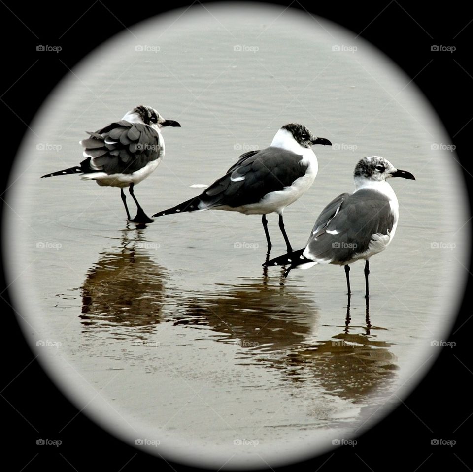 Circle of Seagulls
