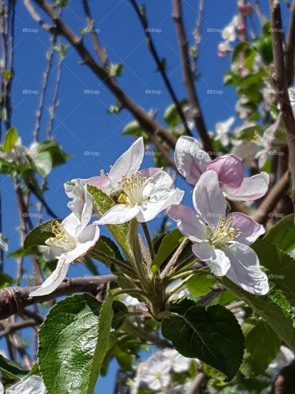 Close-up of apple blossoms