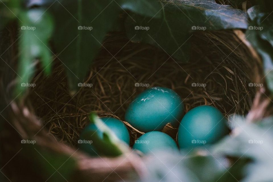 Robins eggs