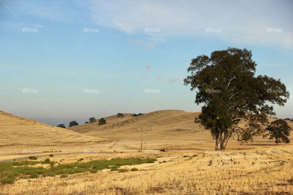 Rural landscape 