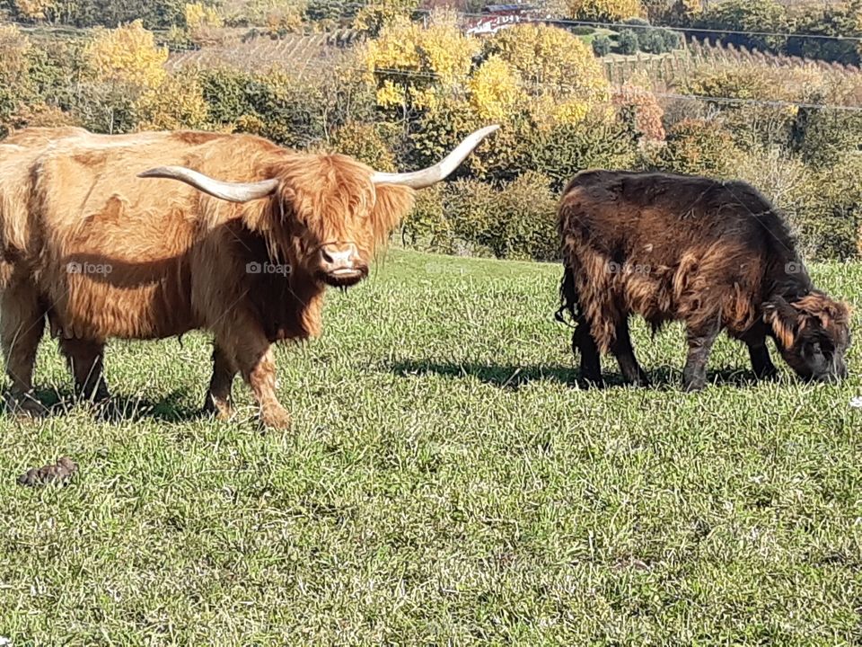 oxes in the field in autumn