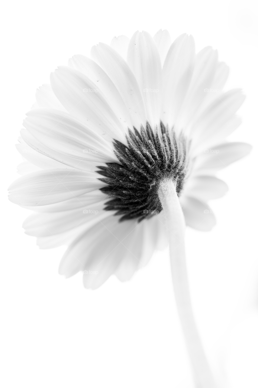 Black & White Flower in HighKey mode 
