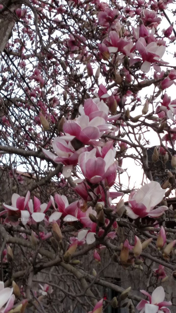 Favorite spring time tree  pink magnolia so pretty beautiful flowers and last a long time