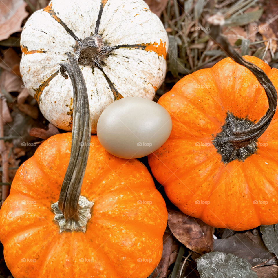 Egg and pumpkins 