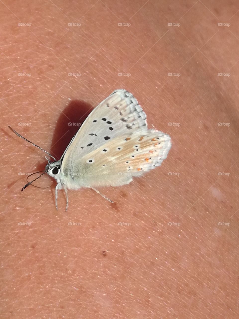 A butterfly on the skin