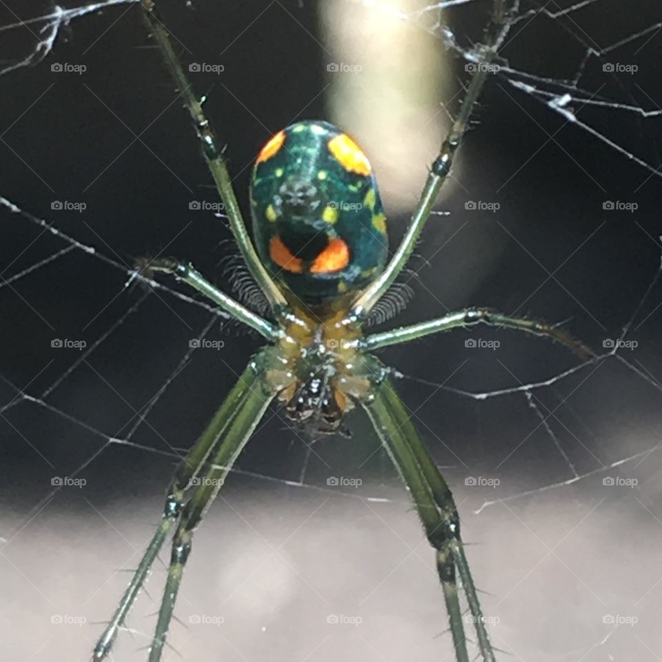 A friendly female Orchard Orbweaver let me take a picture of her in my backyard, in Houston, Texas.  Picture taken with an SE iPhone camera.