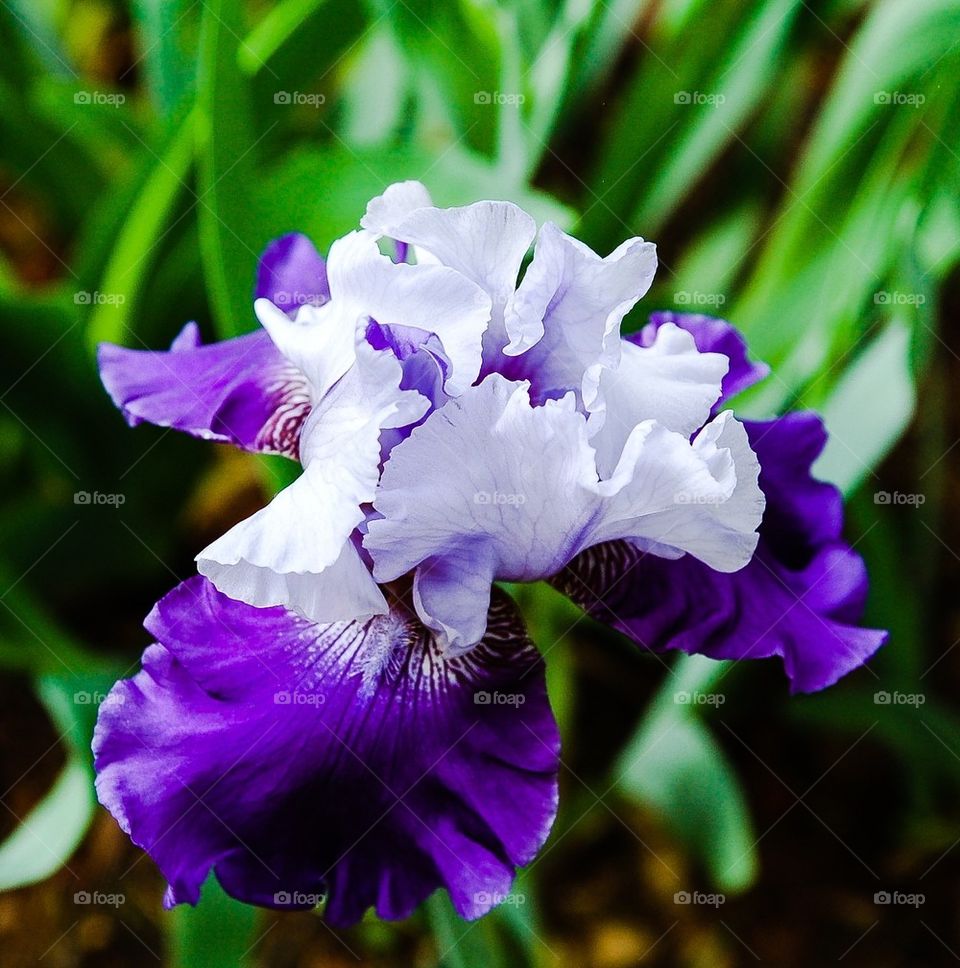 Iris