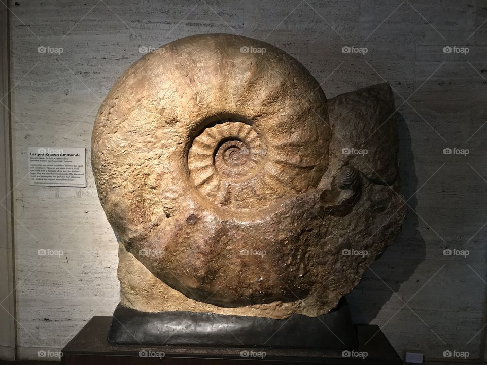 Largest fossil shell in the world